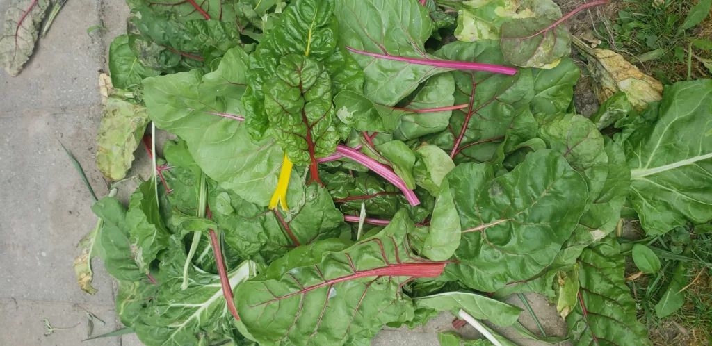 A pile of swiss chard leaves on the ground with leaf miner damage in them