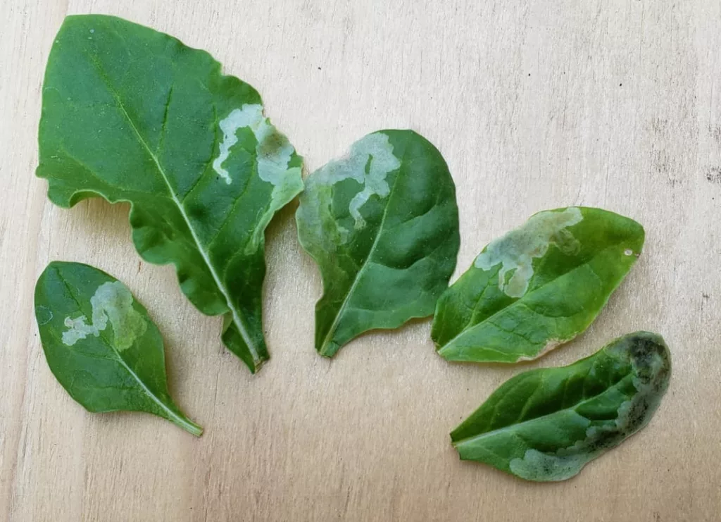 Young swiss chard leaves with leaf miner damage on them, seen as white trails through the leaves
