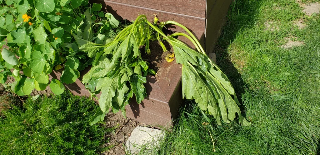 zucchini plant that has wilted and died from squash vine borer damage