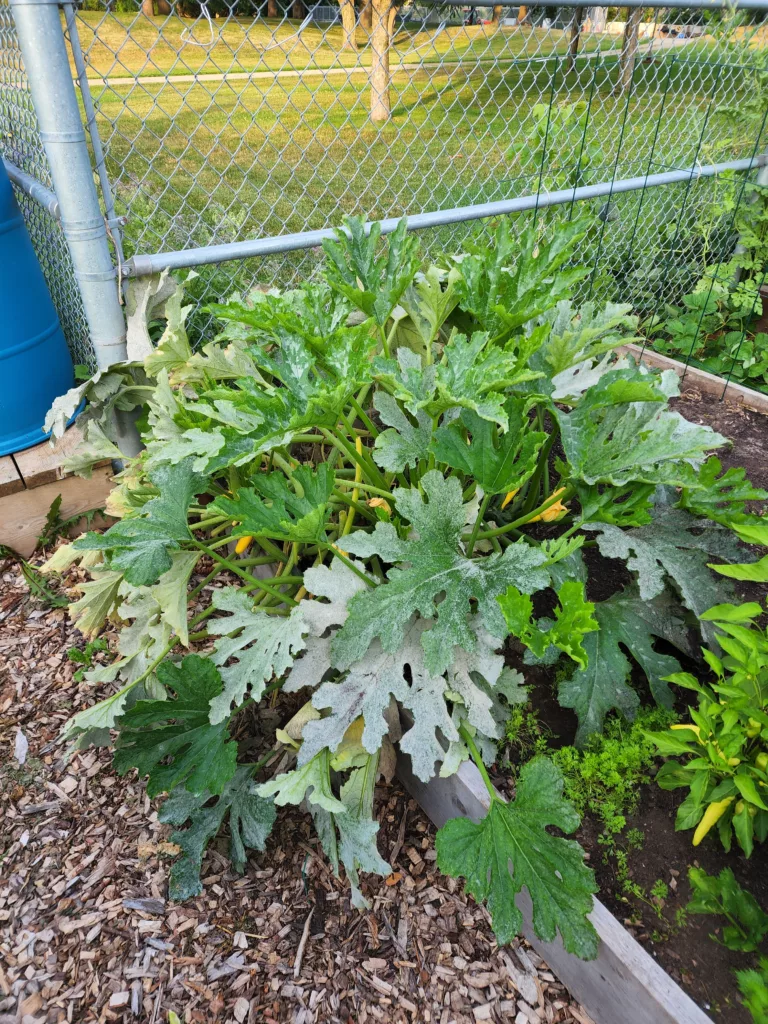 zucchini plant with powdery mildew