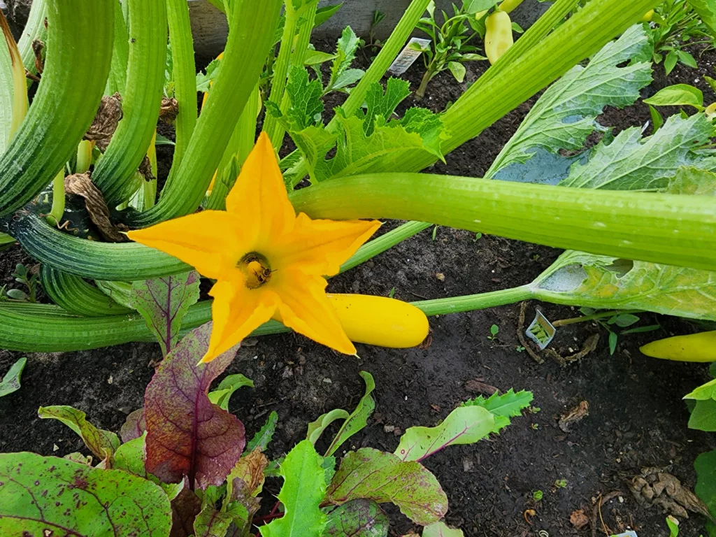 yellow zucchini plant with an open flower and a yellow fruit