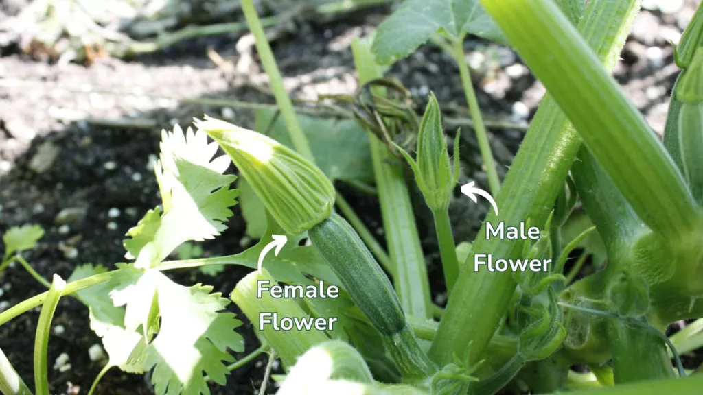 zucchini plant with the male and female flowers labelled