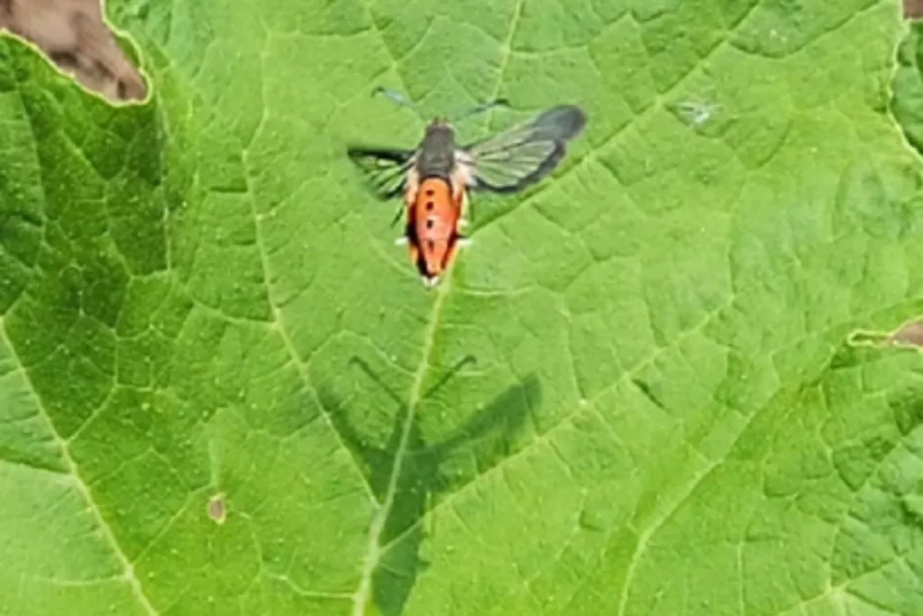 orange and black squash vine borer in flight