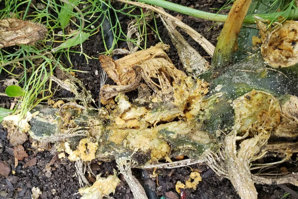 squash vine borer larvae damage on a zucchini stem