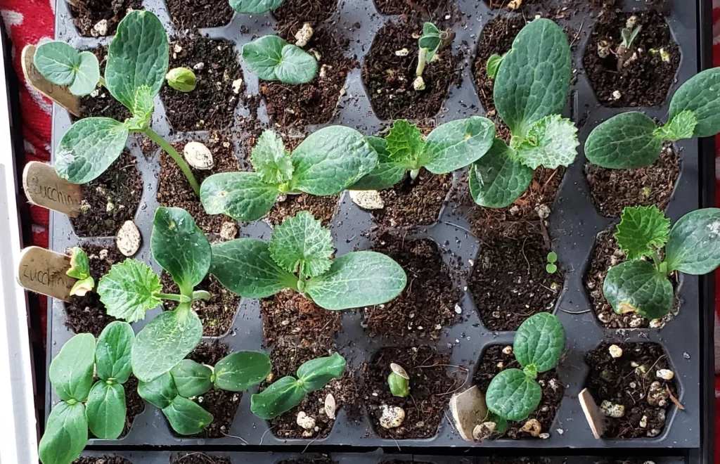 zucchini seedlings